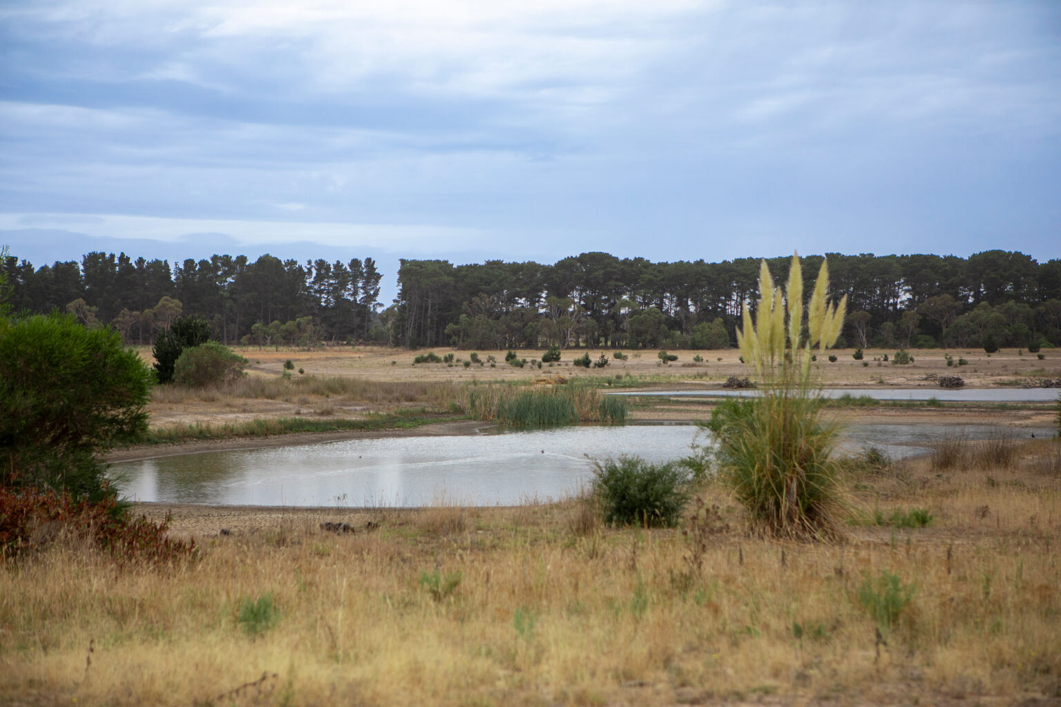 The ephemeral lake designed by Spiire water engineers at the rehabilitated Bellarine Basin site.