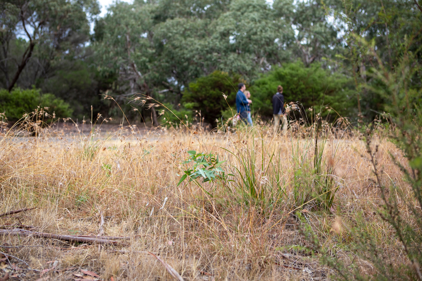 Revegetation at the rehabilitated Bellarine Basin site.