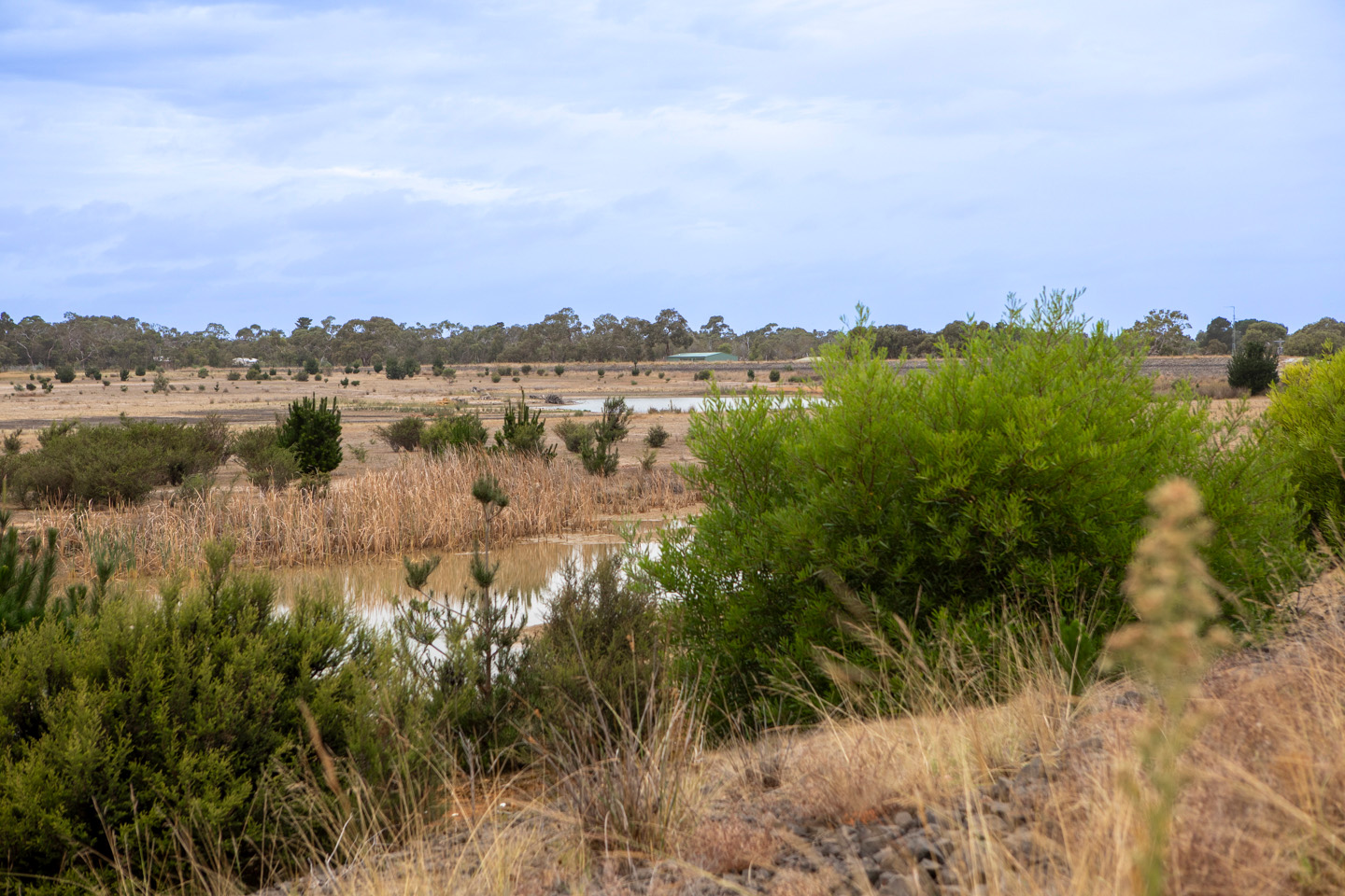 Vegetation growing around ephemeral water bodies at the former Bellarine Basin site.