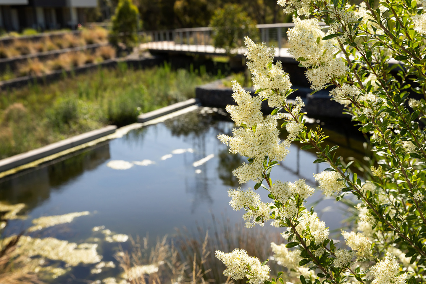 Integrated water management asset at Coburg Hill Estate designed by Spiire water engineering