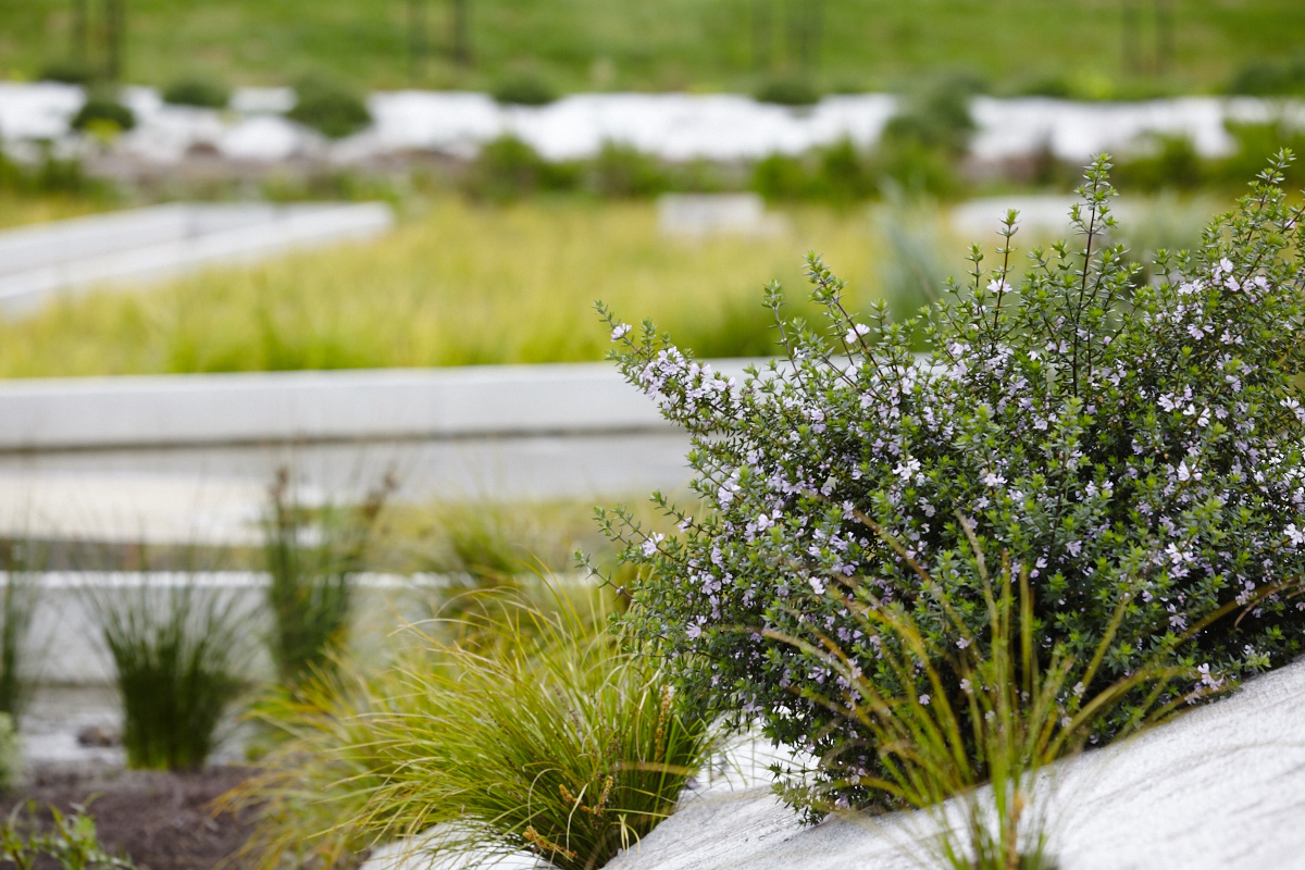 Stormwater harvesting scheme at Melbourne Airport