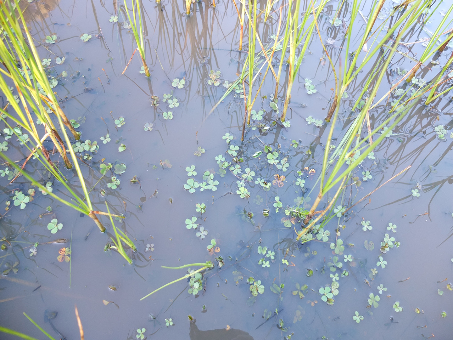 Water quality improvement of the heritage listed Elliot Avenue Billabong