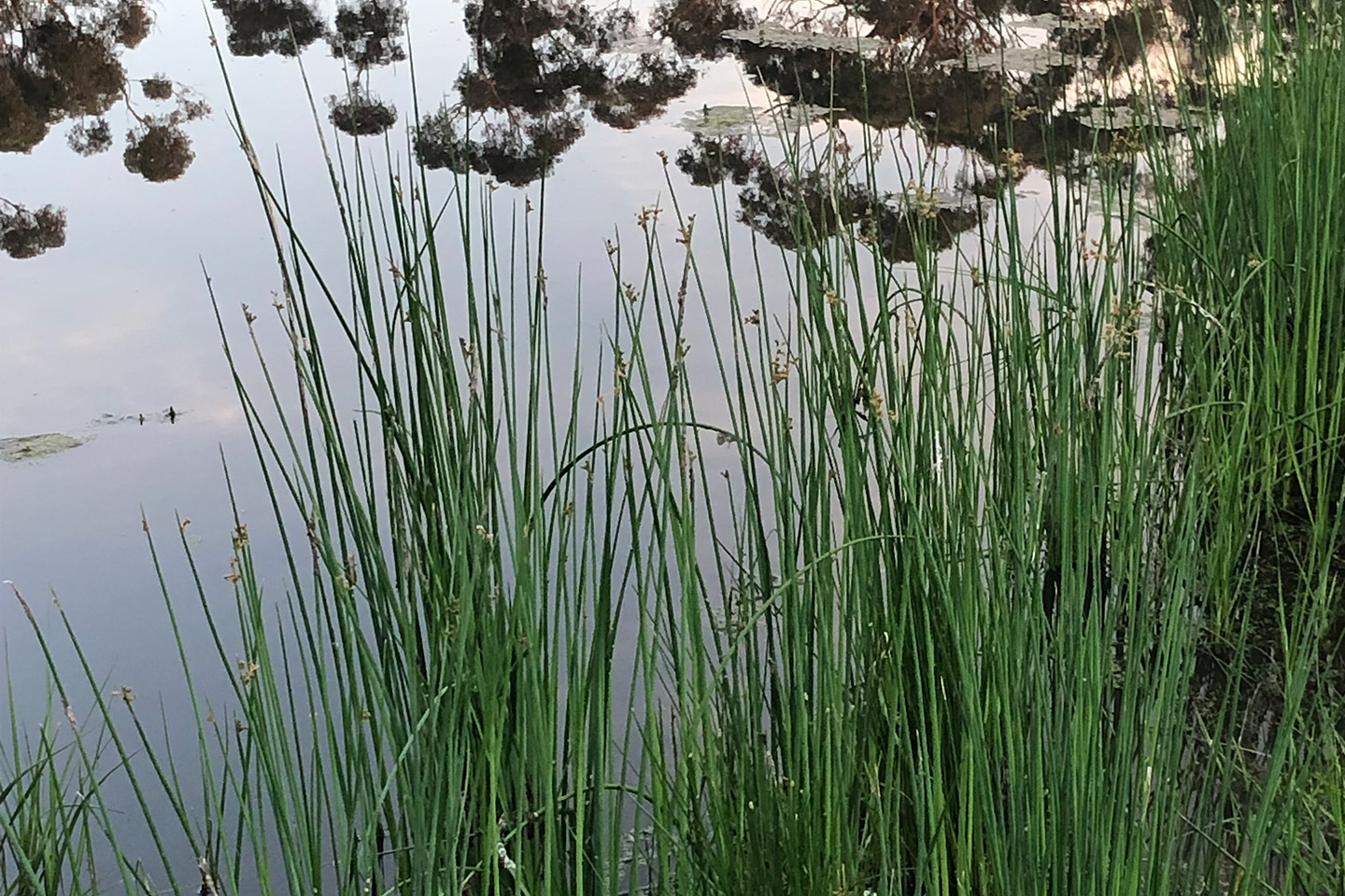 Water quality improvement of the heritage listed Elliot Avenue Billabong